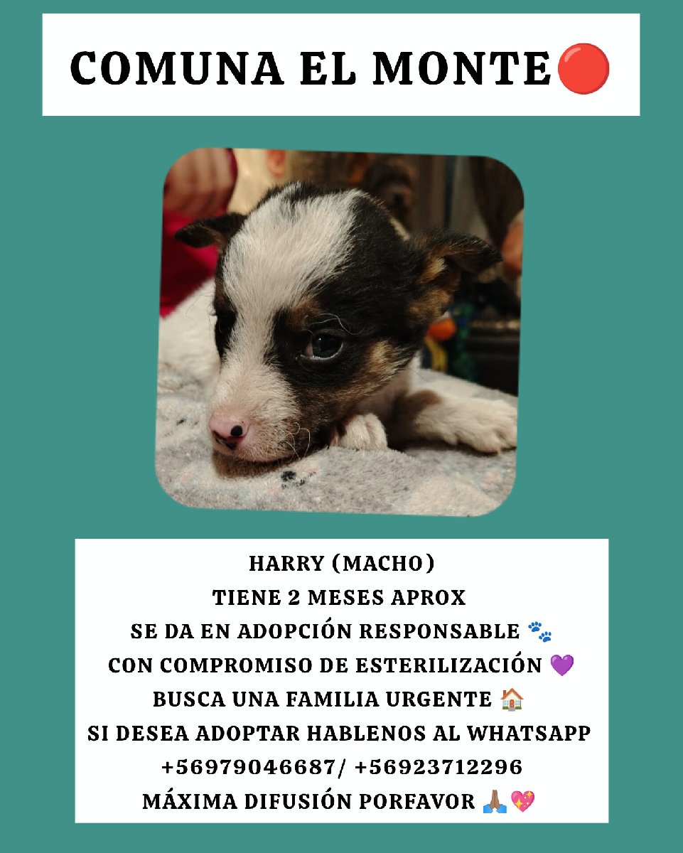 Foto de Harry y sus hermanitos necesitan urgente hogar una familia que pueda cuidar de ellos  máxima difusión porfavor 🙏🏽💖