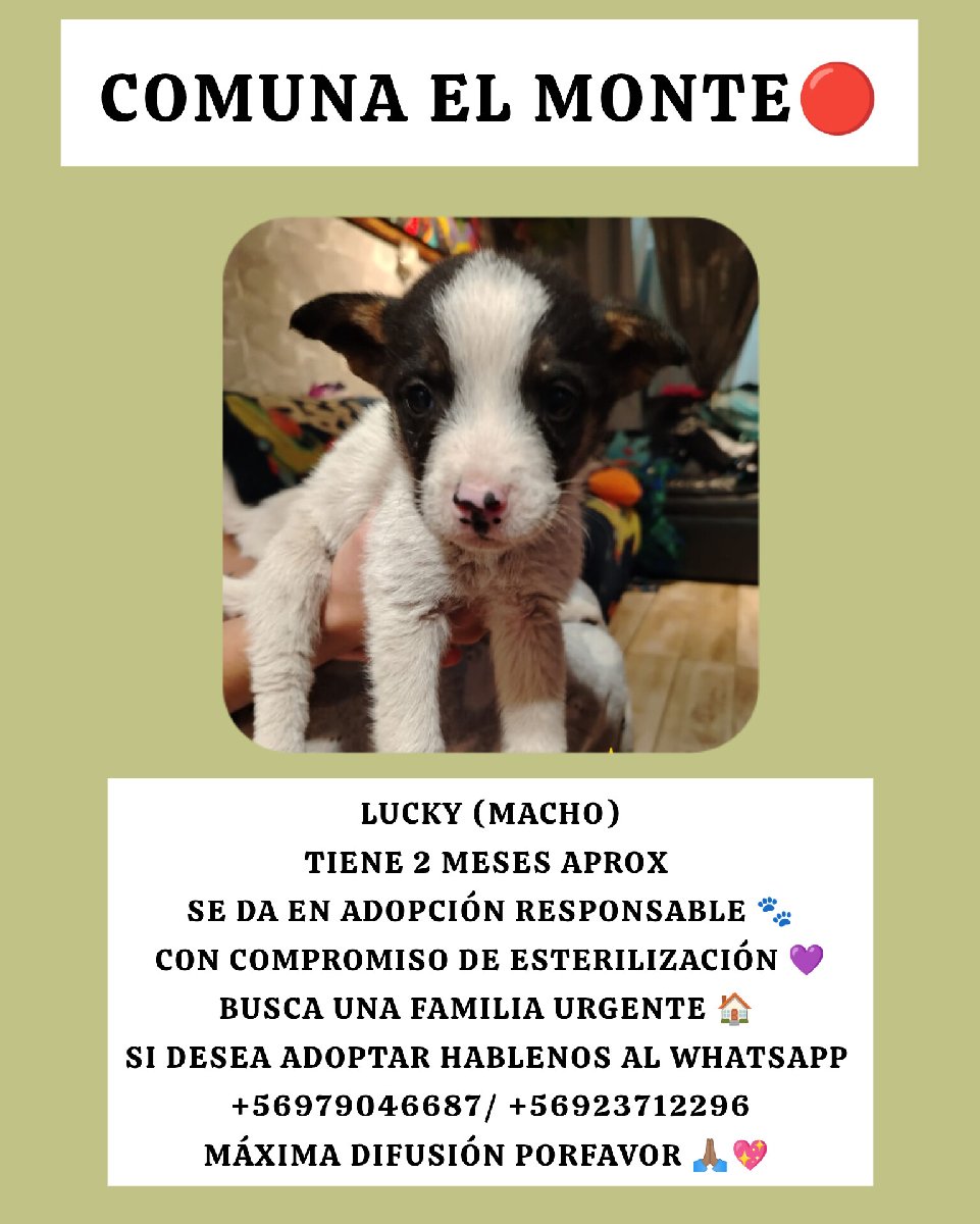Foto de Harry y sus hermanitos necesitan urgente hogar una familia que pueda cuidar de ellos máxima difusión porfavor 🙏🏽💖