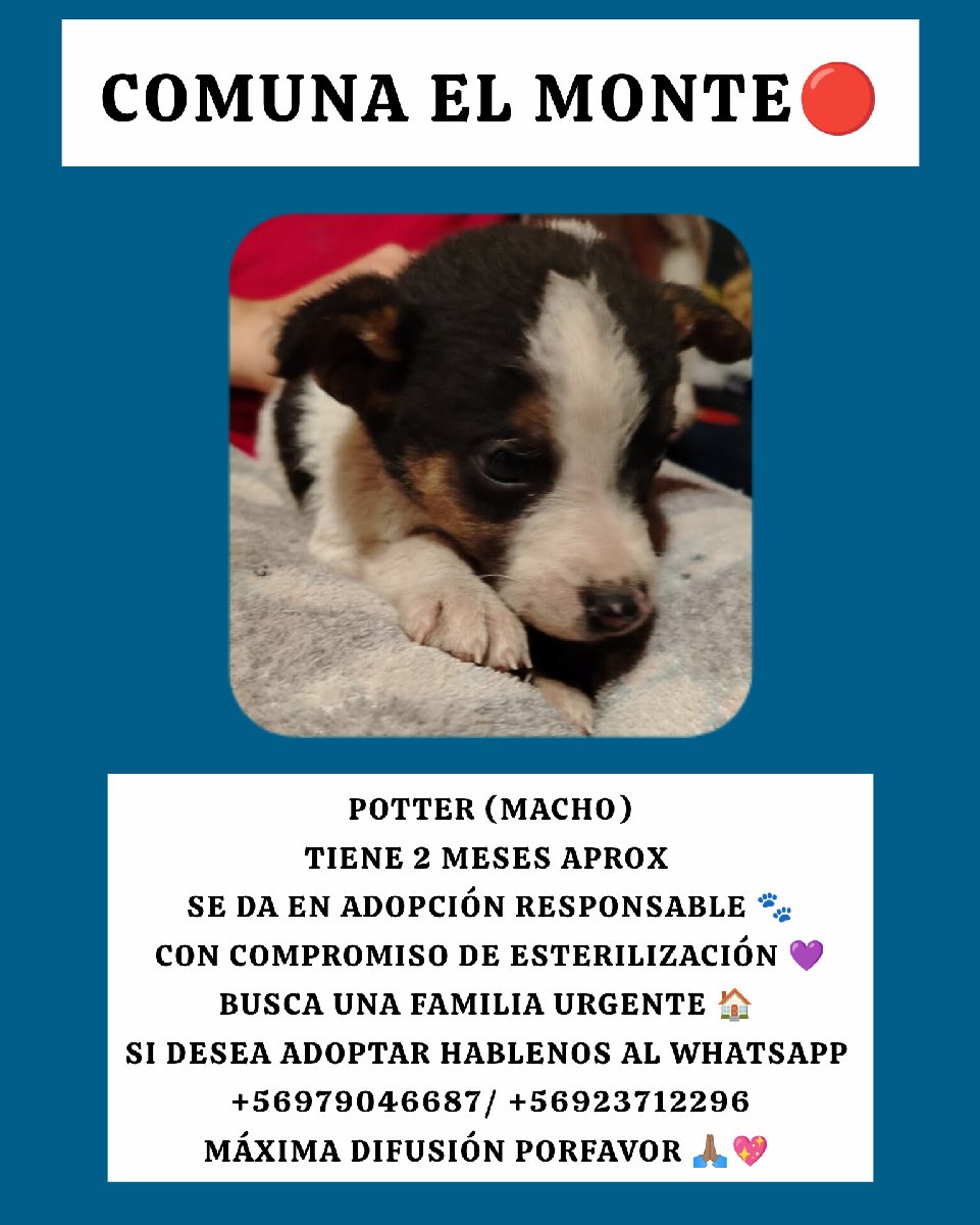 Foto de Harry y sus hermanitos necesitan urgente hogar una familia que pueda cuidar de ellos máxima difusión porfavor 🙏🏽💖