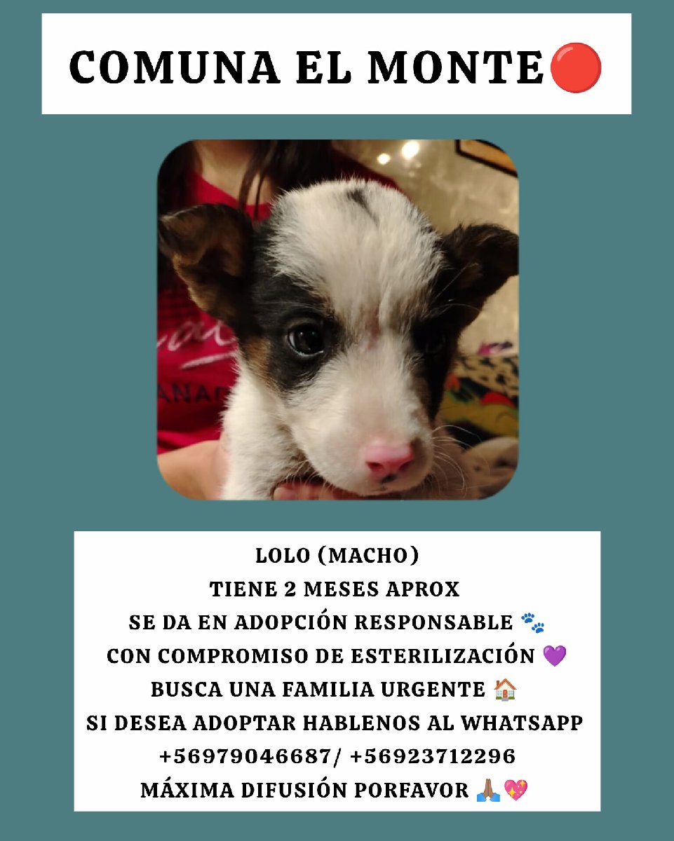 Foto de Harry y sus hermanitos necesitan urgente hogar una familia que pueda cuidar de ellos máxima difusión porfavor 🙏🏽💖