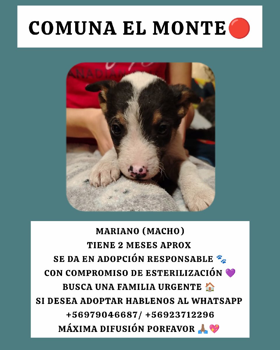 Foto de Harry y sus hermanitos necesitan urgente hogar una familia que pueda cuidar de ellos máxima difusión porfavor 🙏🏽💖