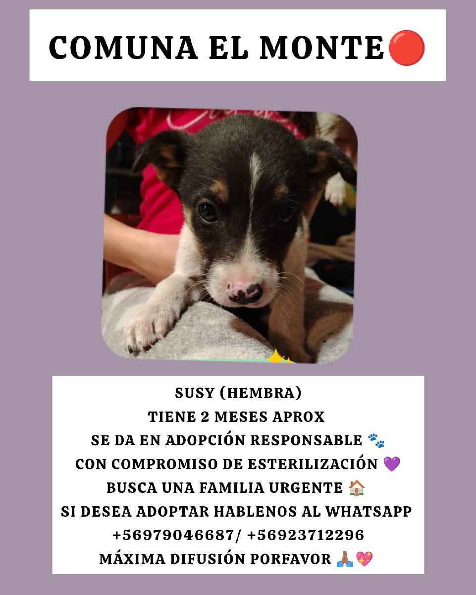 Foto de Harry y sus hermanitos necesitan urgente hogar una familia que pueda cuidar de ellos máxima difusión porfavor 🙏🏽💖
