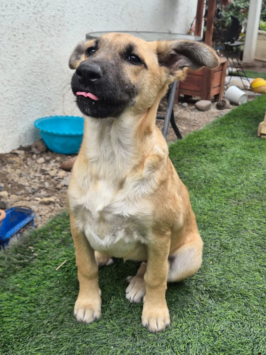 Foto de Canela, perro en adopción en La Florida