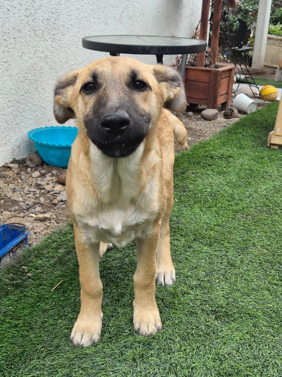 Foto de Canela