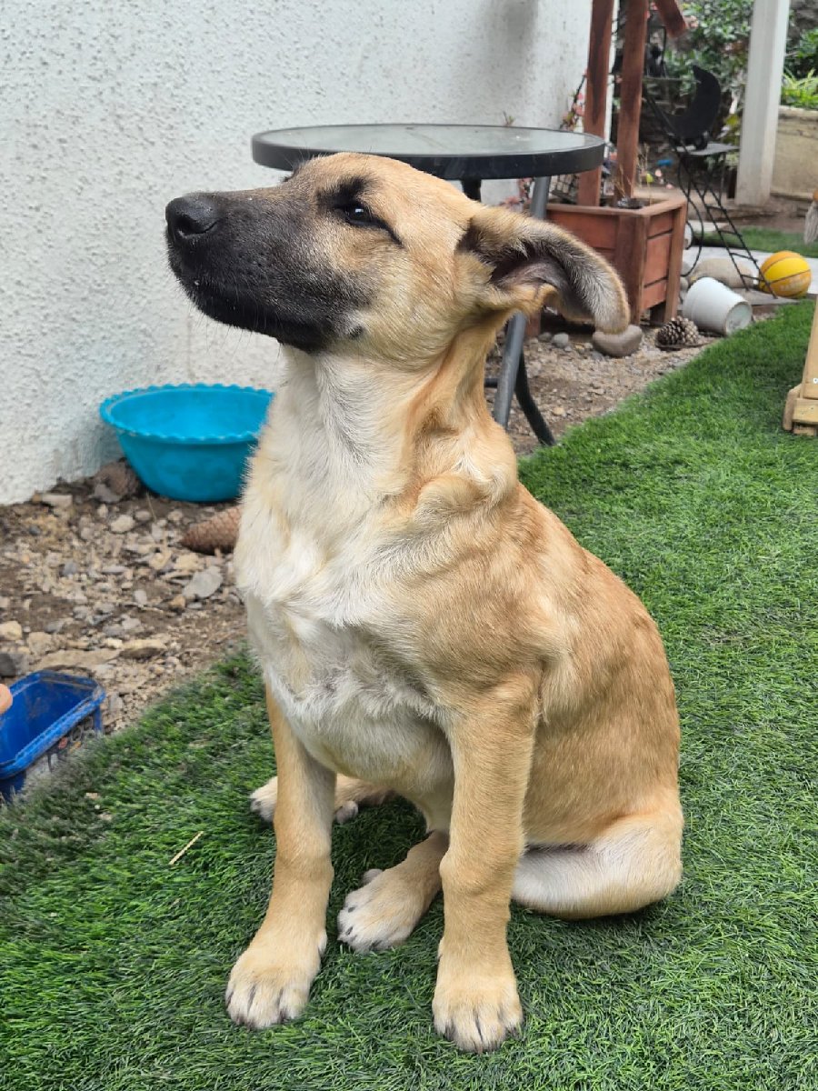 Foto de Canela