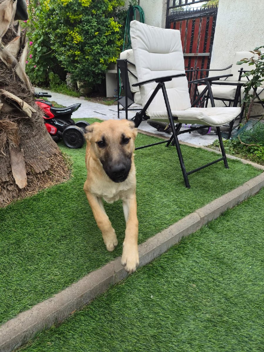 Foto de Canela