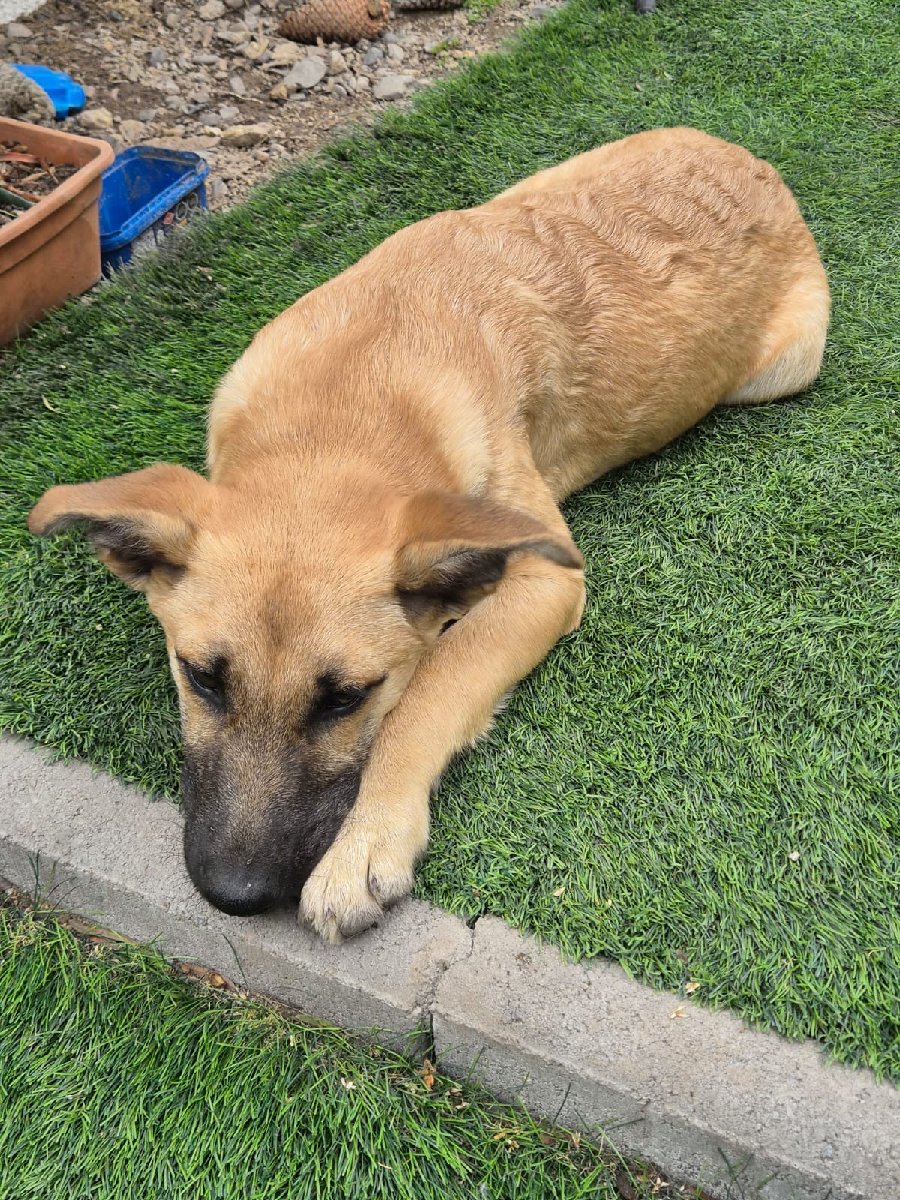 Foto de Canela