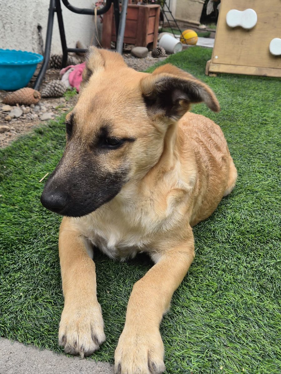Foto de Canela