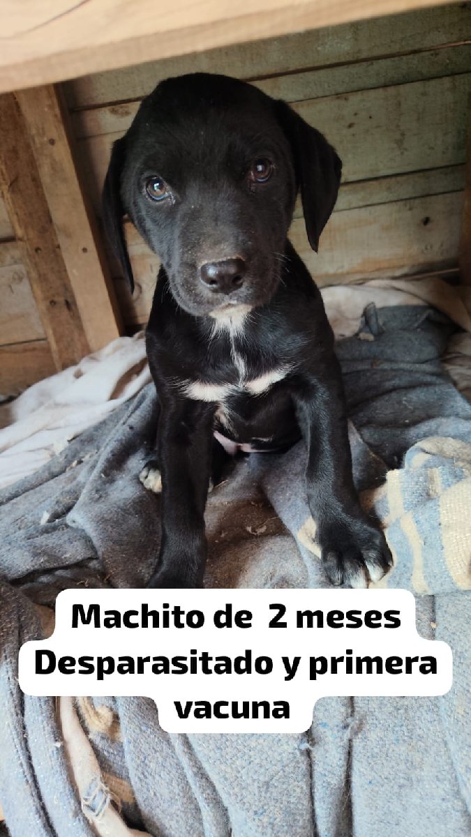 Foto de Perrito