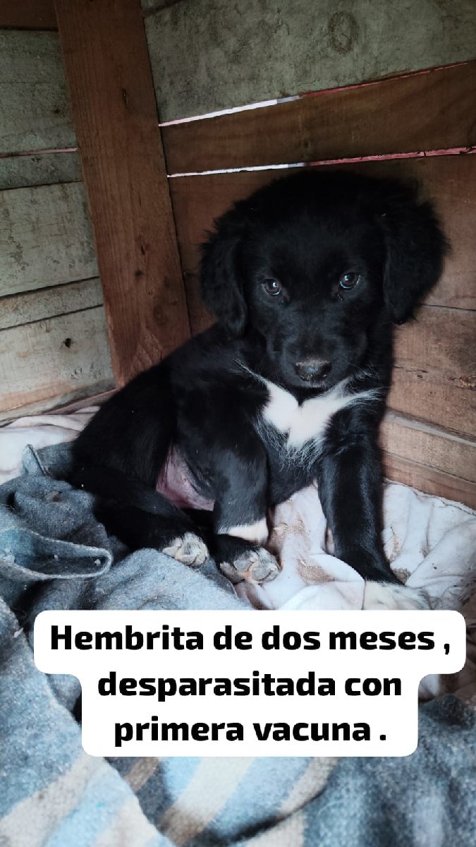 Foto de Perrito