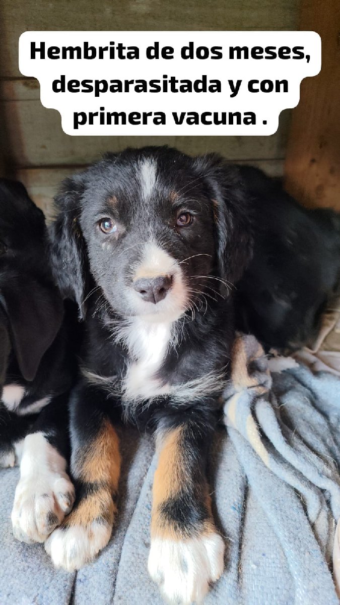 Foto de Perrito