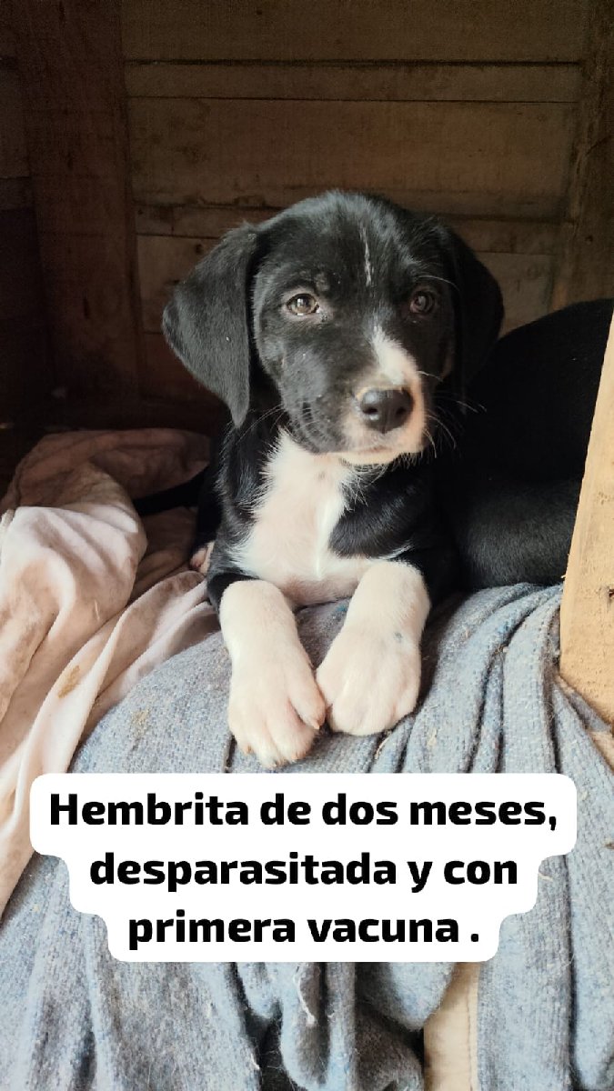 Foto de Perrito