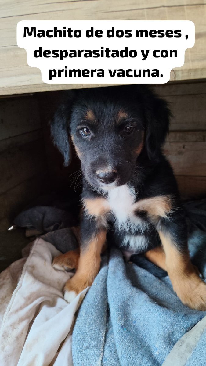 Foto de Perrito