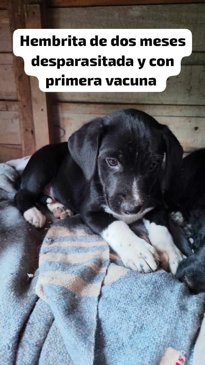 Foto de Perrito