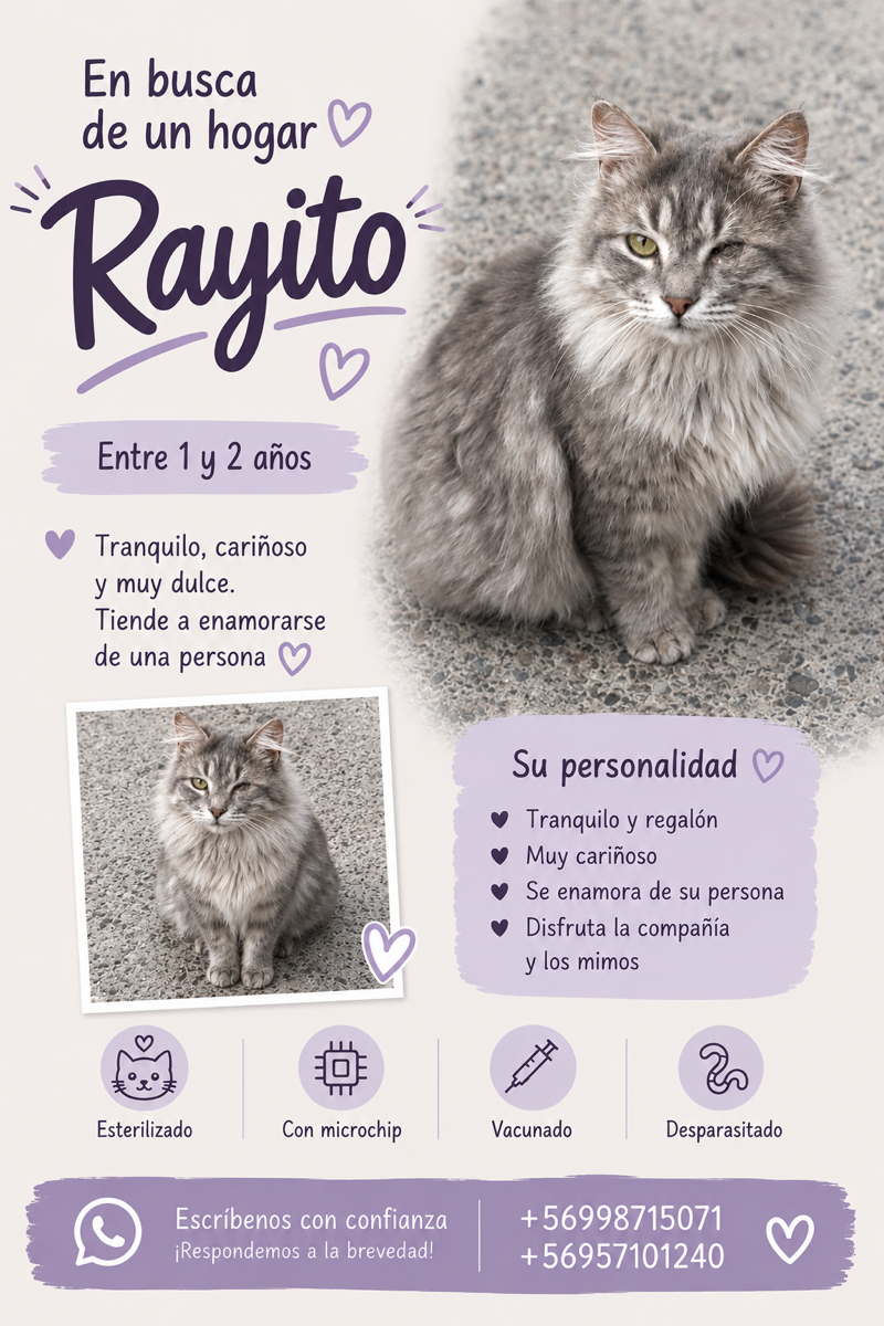 Foto de Rayito, gato en adopción en Ñuñoa