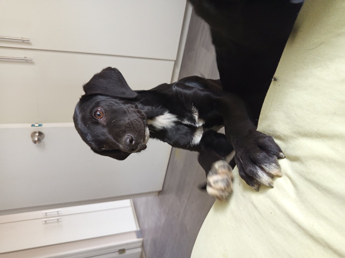 Foto de Manolito, perro en adopción en Melipilla