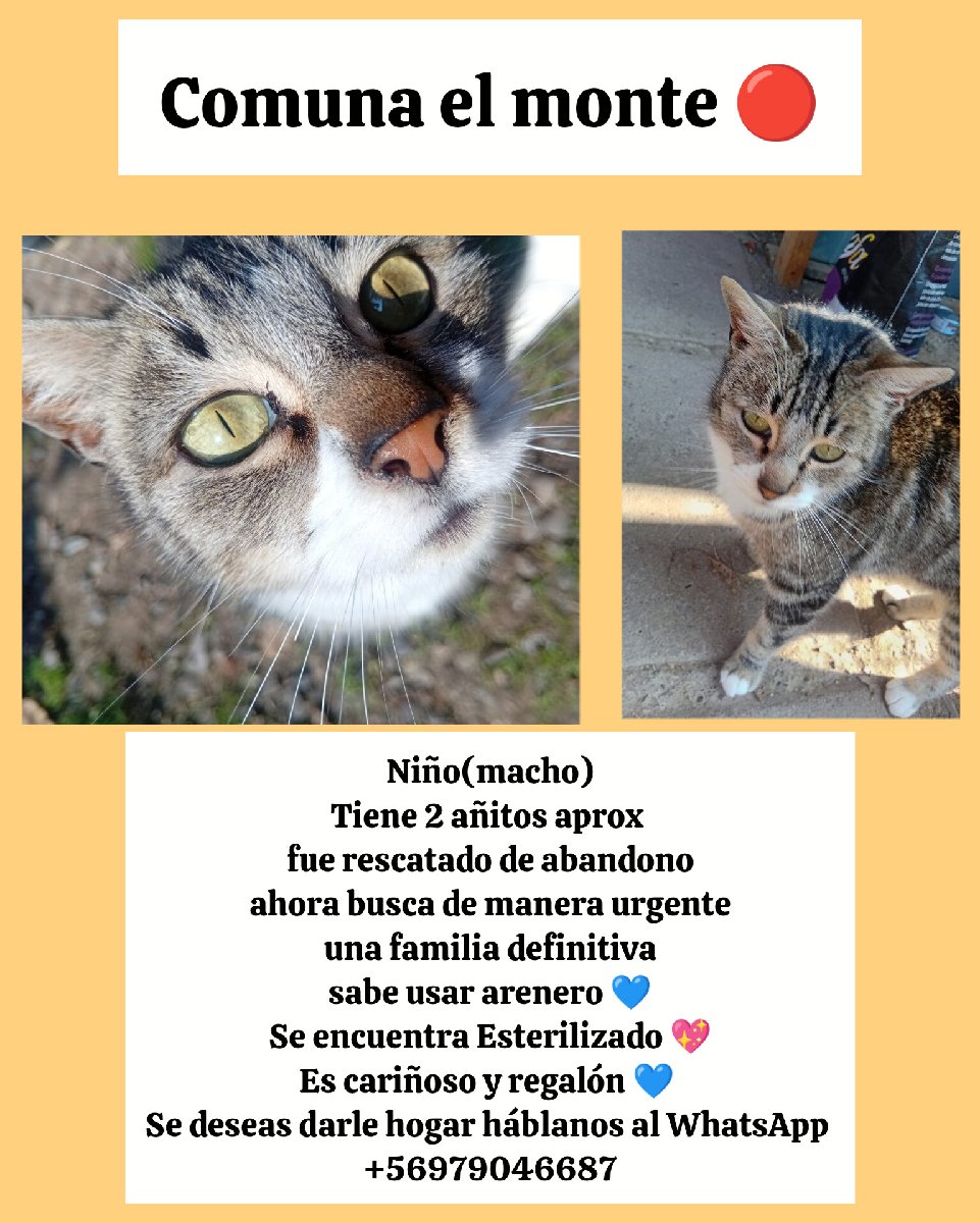 Foto de Gatito