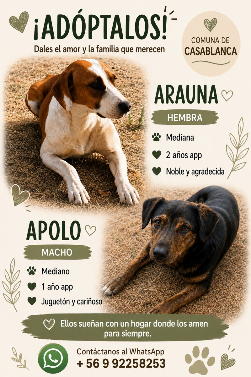 Foto de Perrito