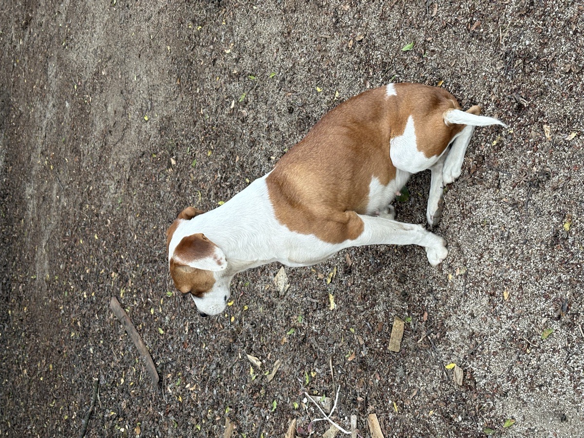 Foto de Perrito