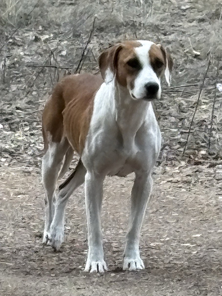 Foto de Perrito