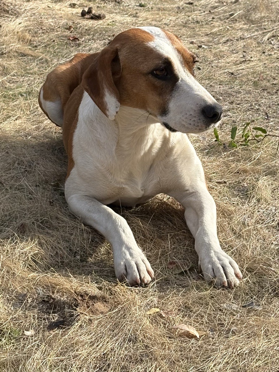 Foto de Perrito