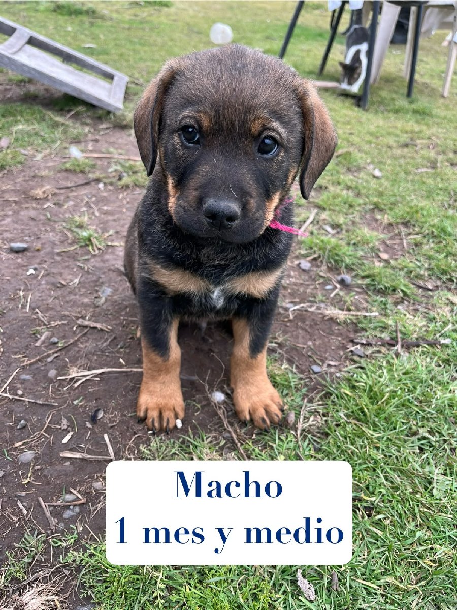 Foto de Perrito