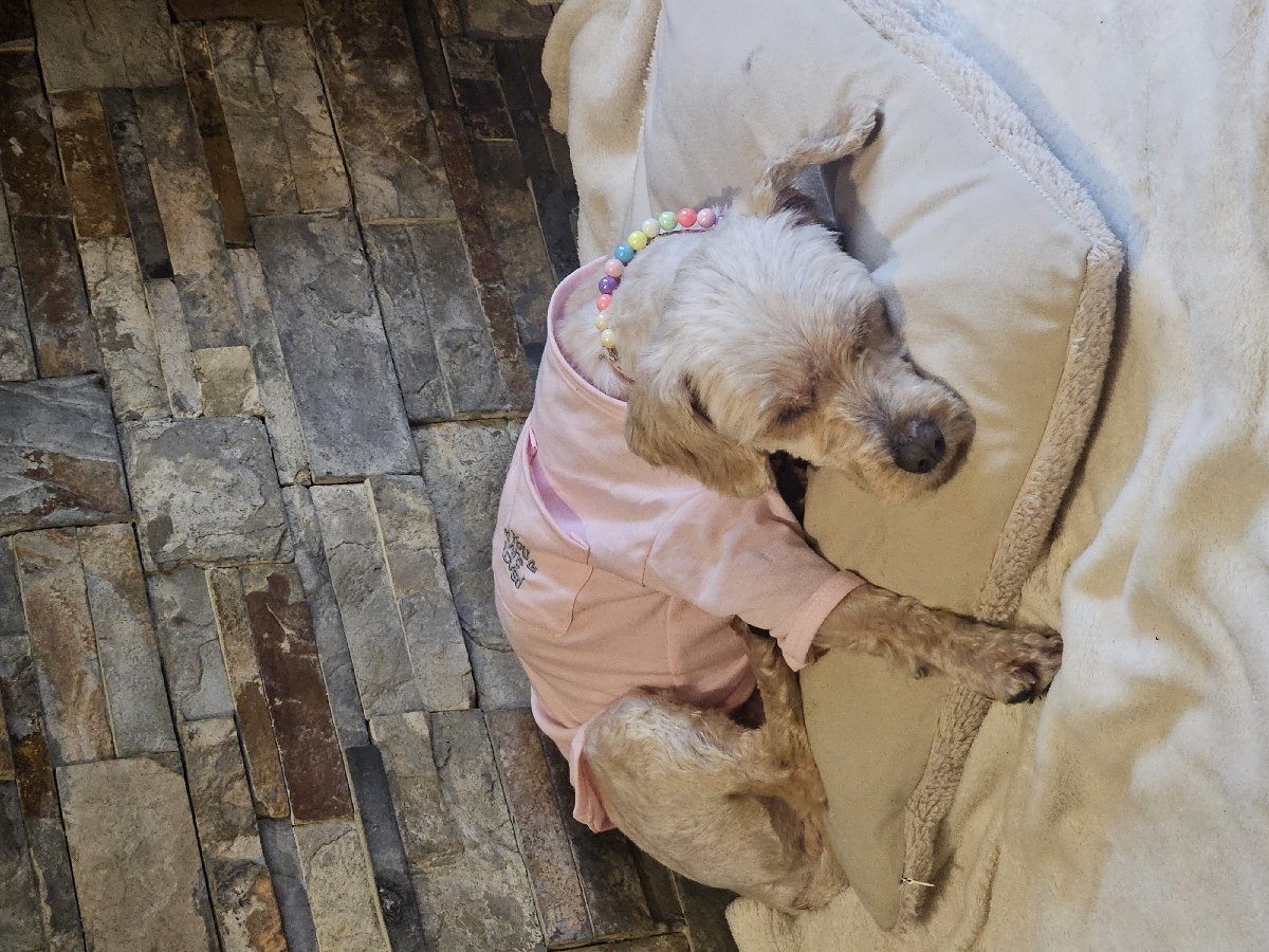 Foto de Perrito, perro en adopción en Rengo
