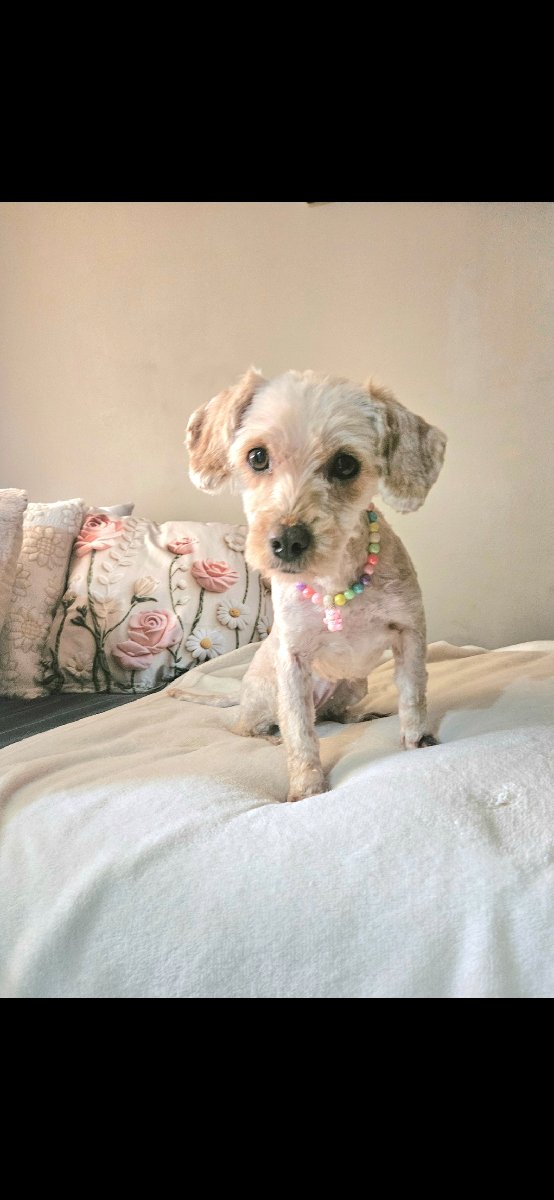 Foto de Perrito