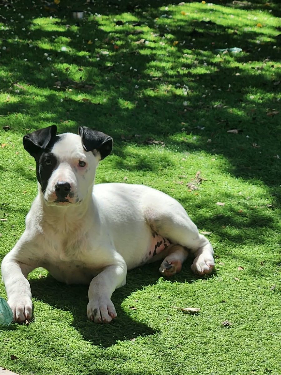 Foto de molly, perro en adopción en Colina