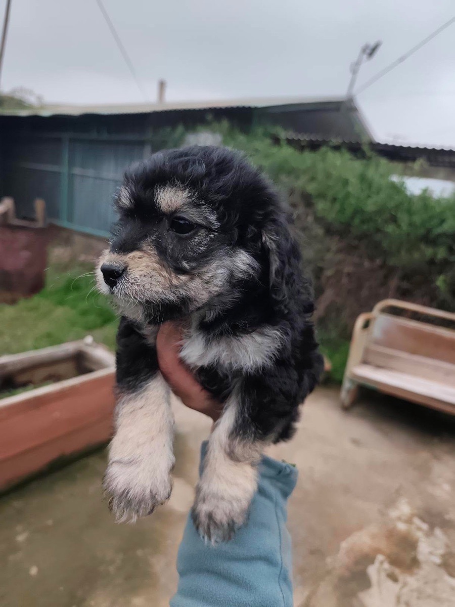 Foto de Perrito