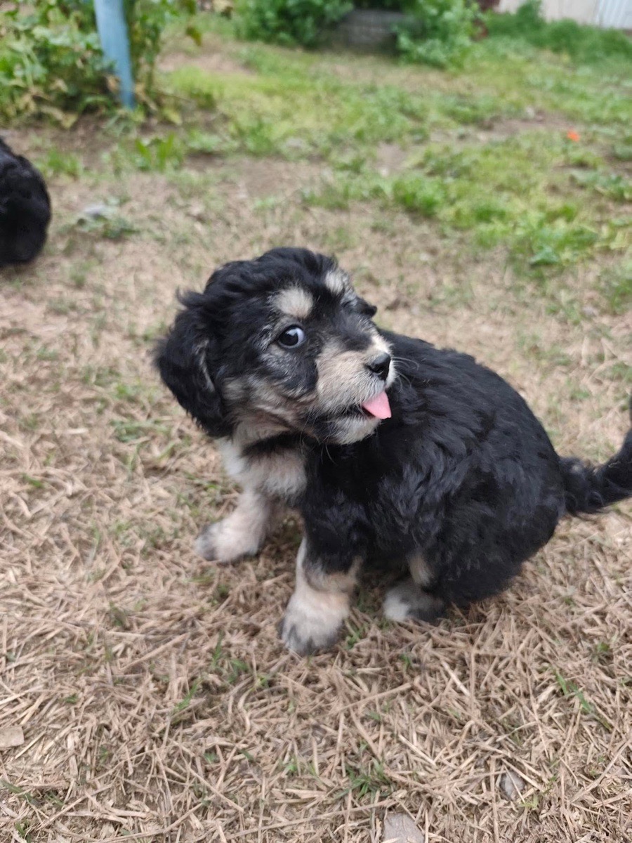 Foto de Perrito