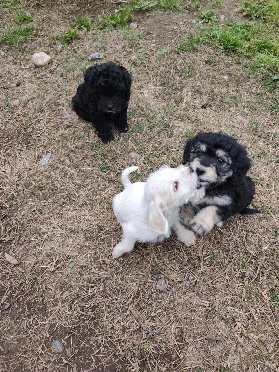 Foto de Perrito