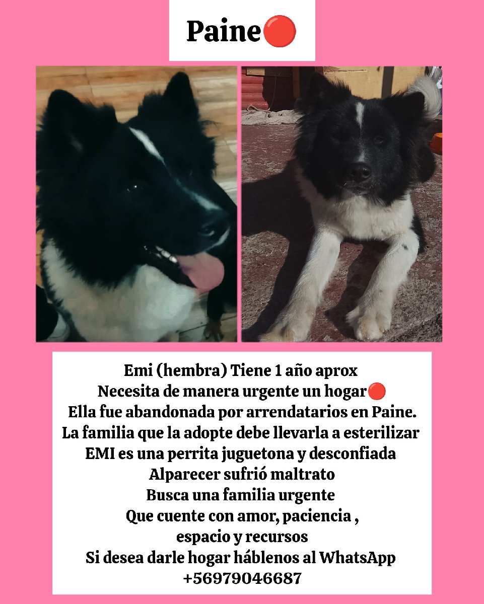 Foto de Emi fue ADOPTADA