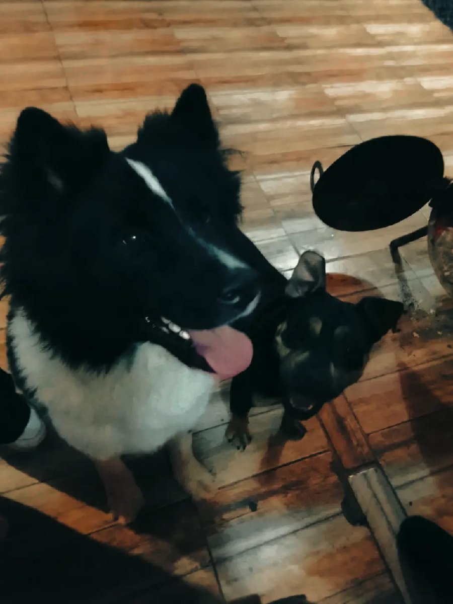 Foto de Emi fue ADOPTADA