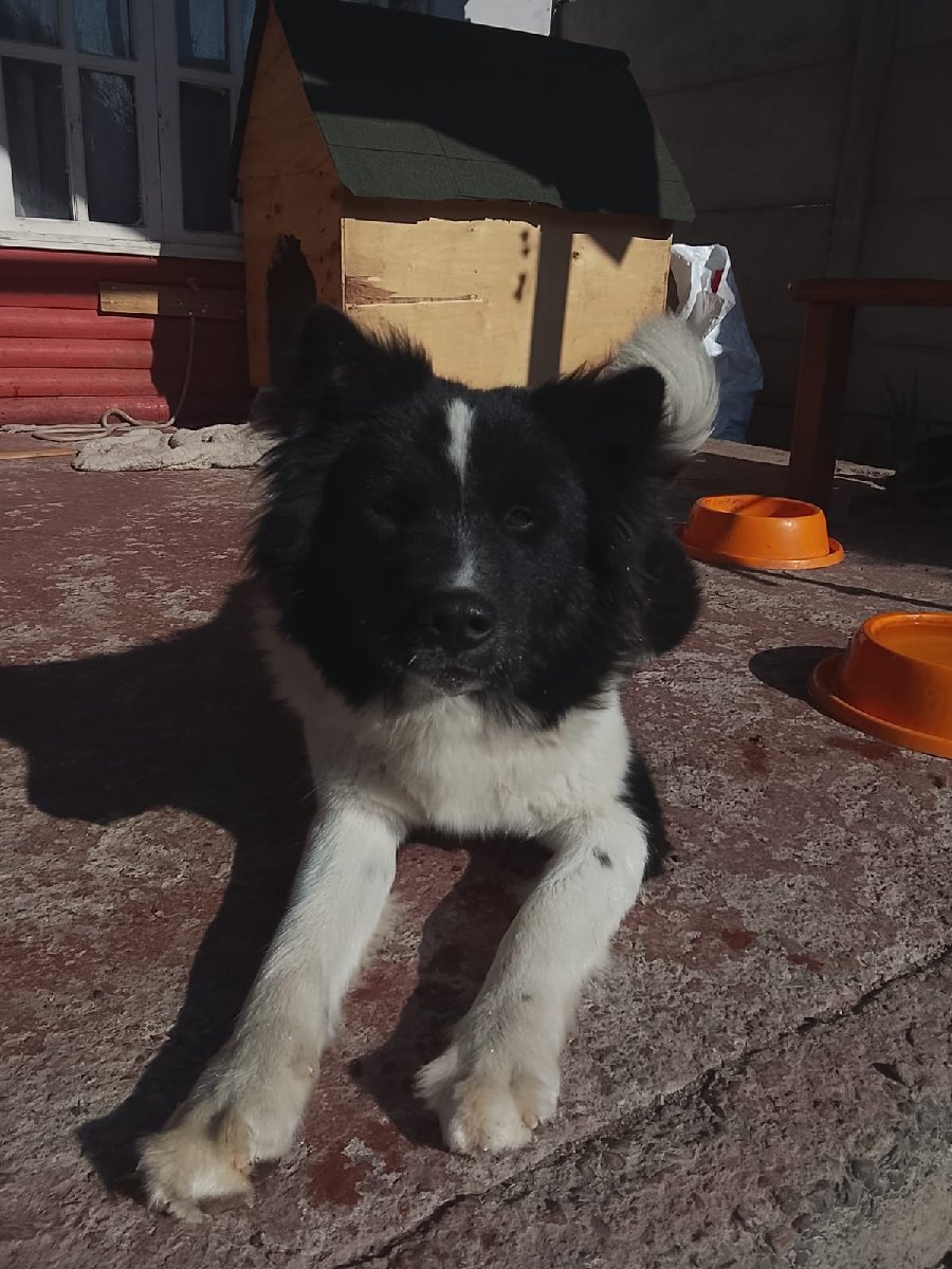 Foto de Emi fue ADOPTADA