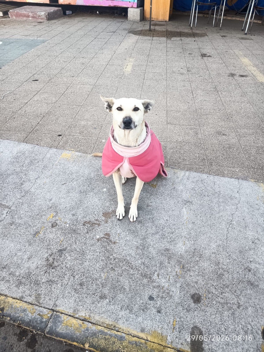 Foto de clona