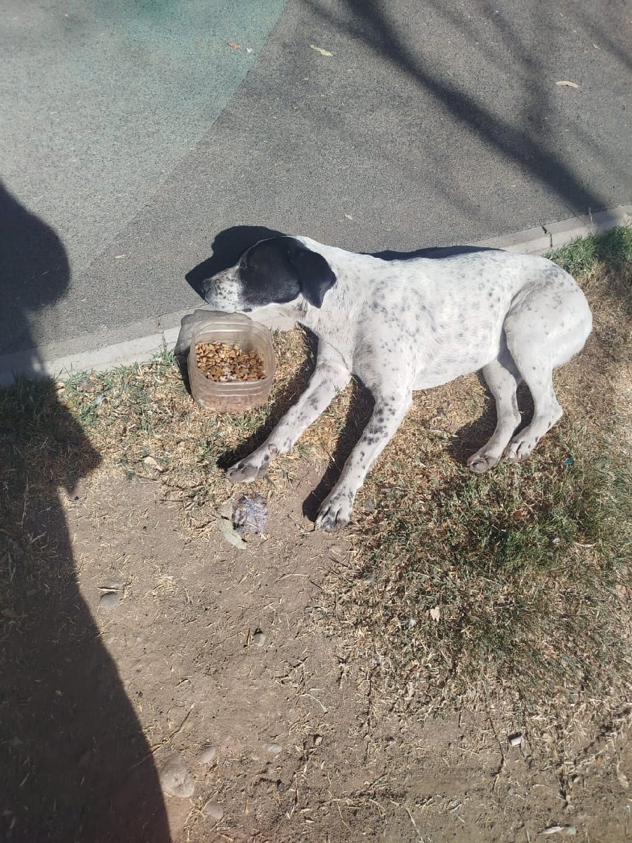 Foto de Manchitas, perro en adopción en La Pintana