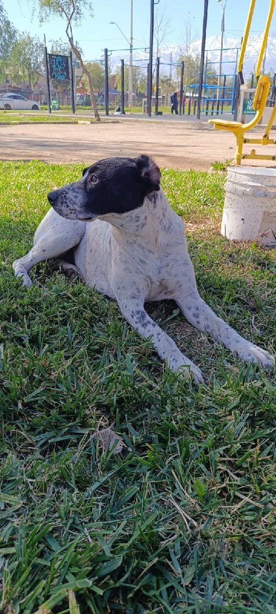 Foto de Manchitas