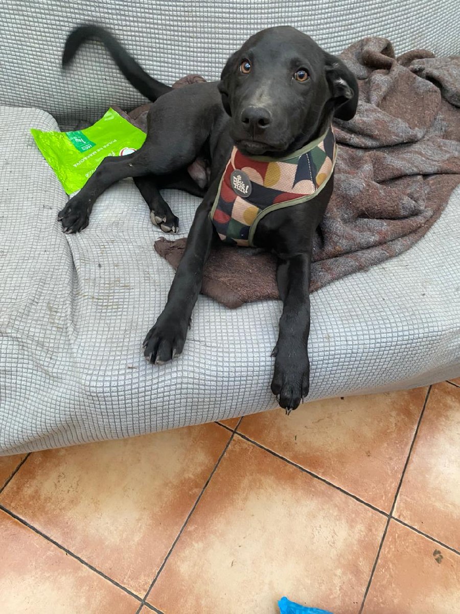 Foto de Negrito
