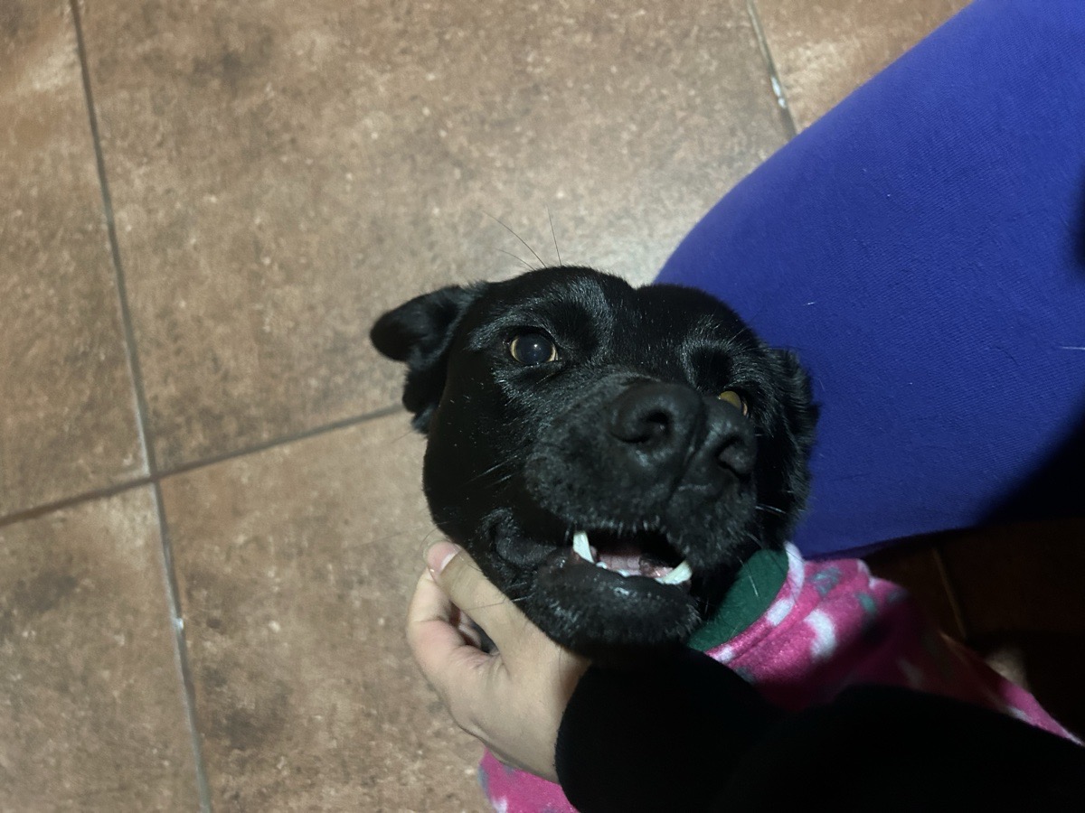 Foto de Perrito