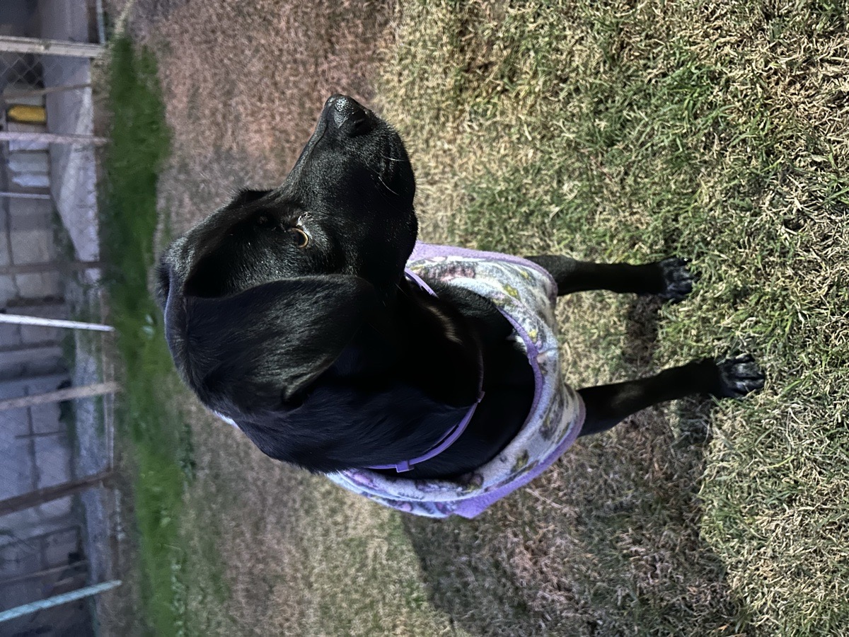 Foto de Perrito
