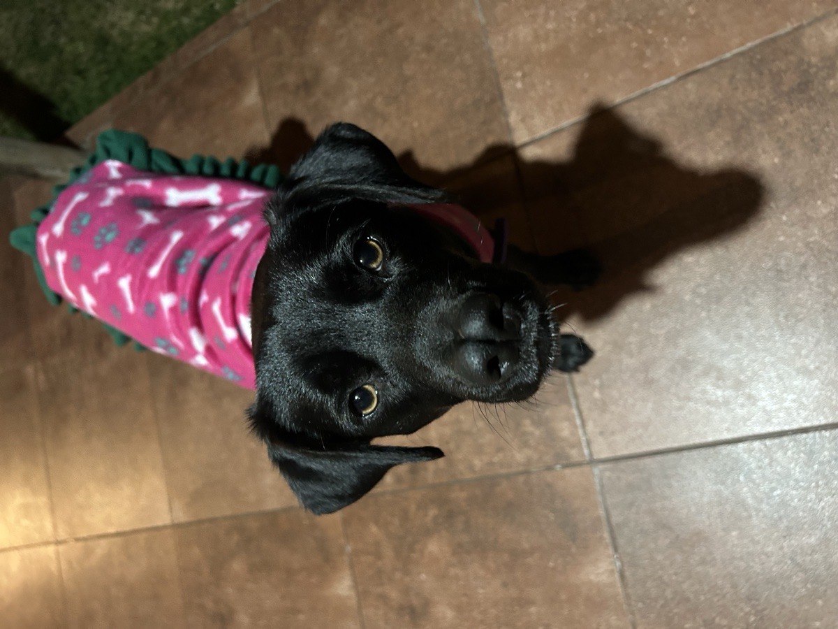 Foto de Perrito