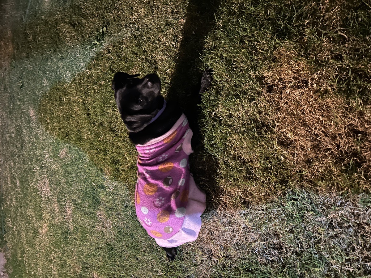 Foto de Perrito
