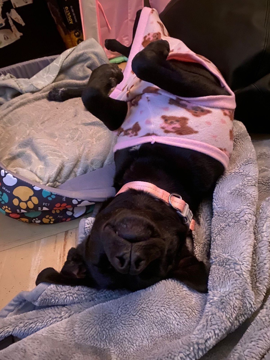 Foto de Perrito