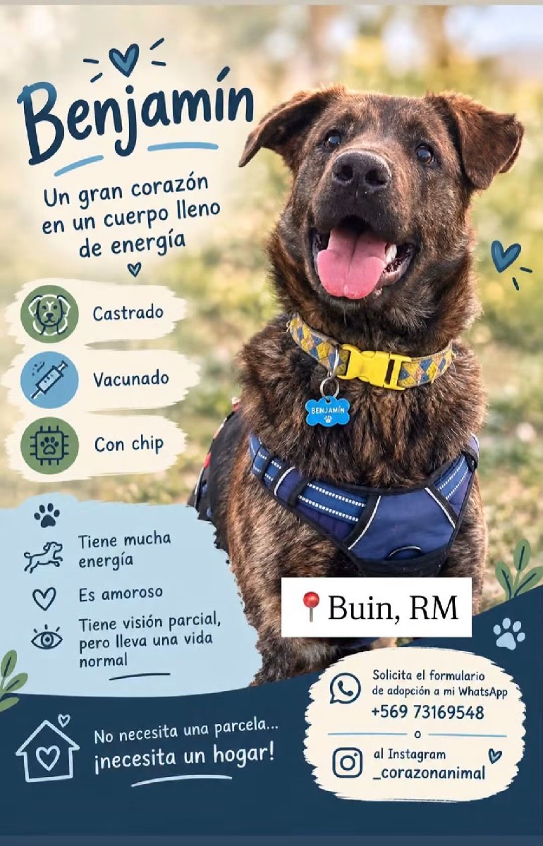 Foto de Perrito, perro en adopción en Estación Central