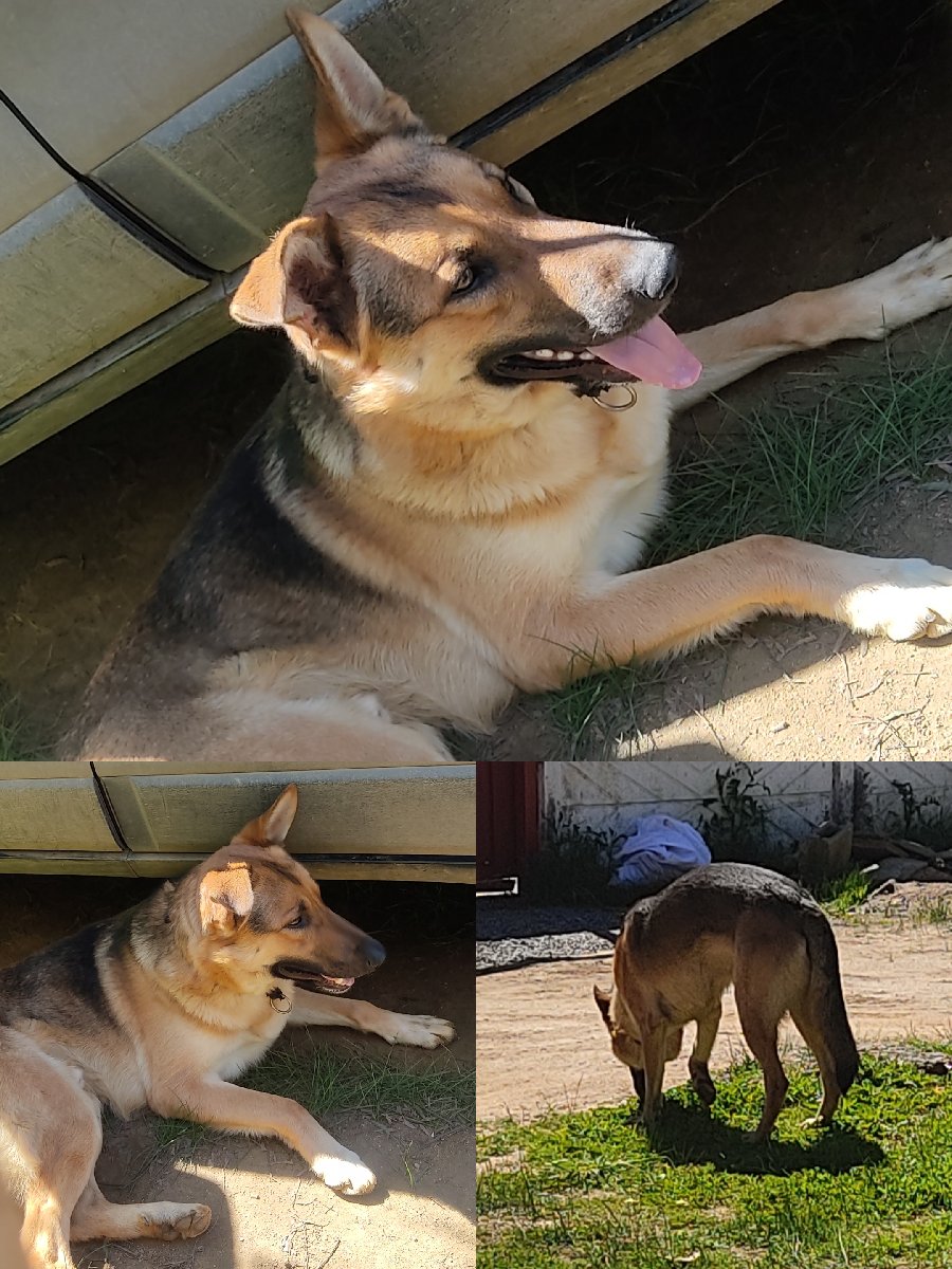 Foto de Perrito