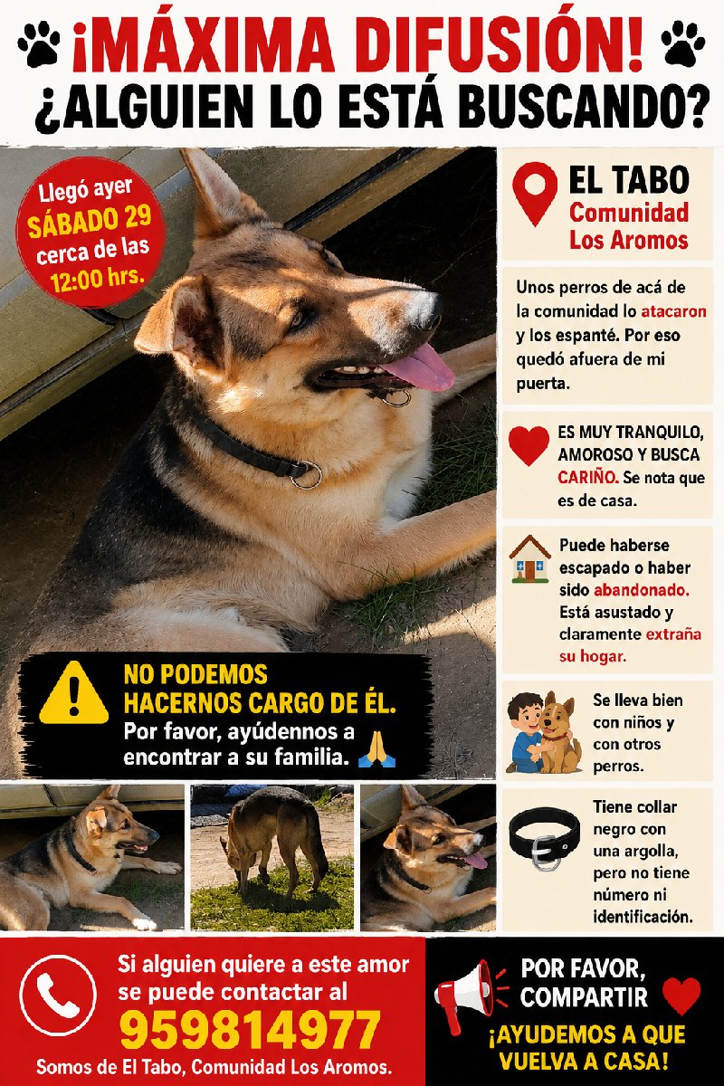 Foto de Perrito