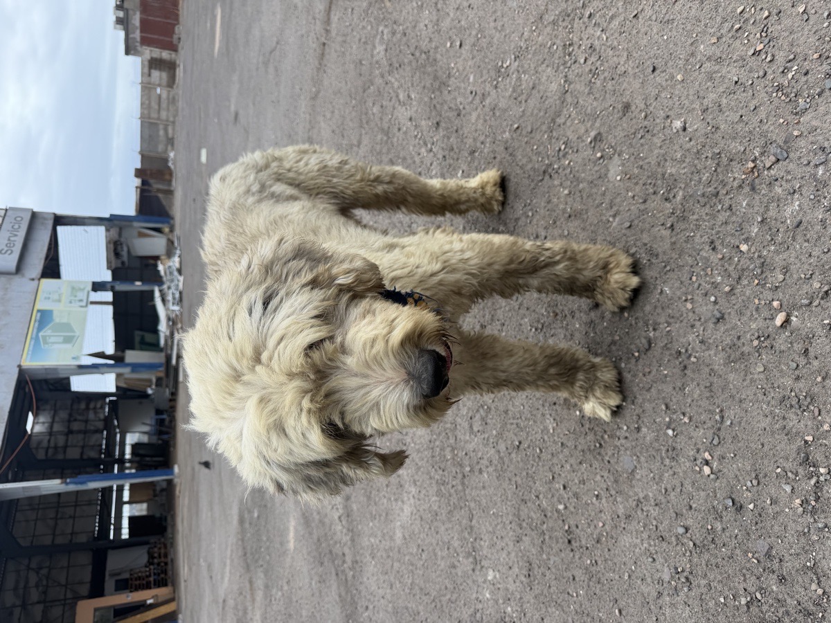 Foto de Flash, perro en adopción en Antofagasta