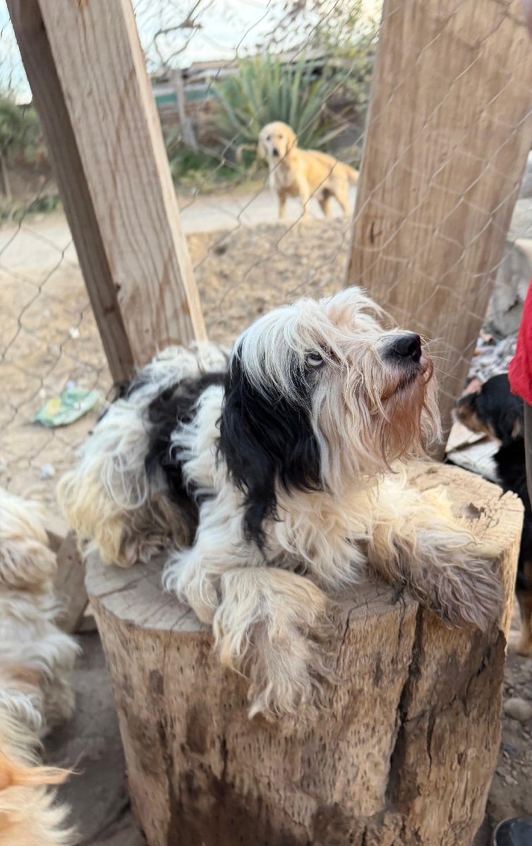 Foto de Panda, perro en adopción