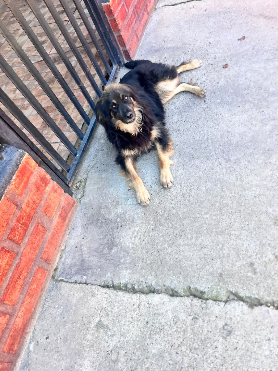 Foto de coco, perro en adopción en Buin